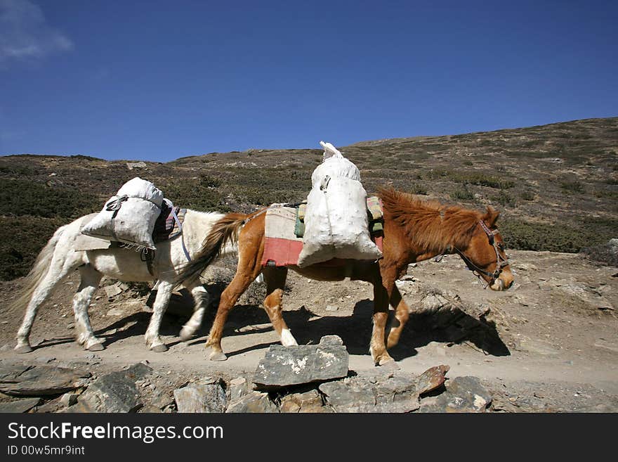 Donkeys Carrying Heavy Loads, Annapurna