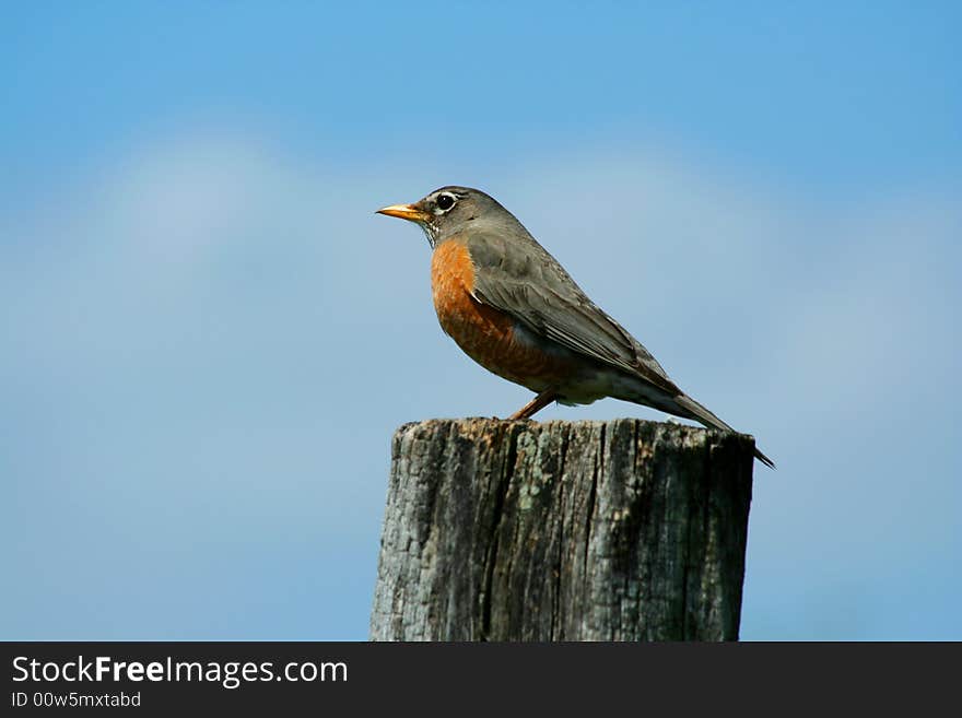 A redbrested robin on a fence post