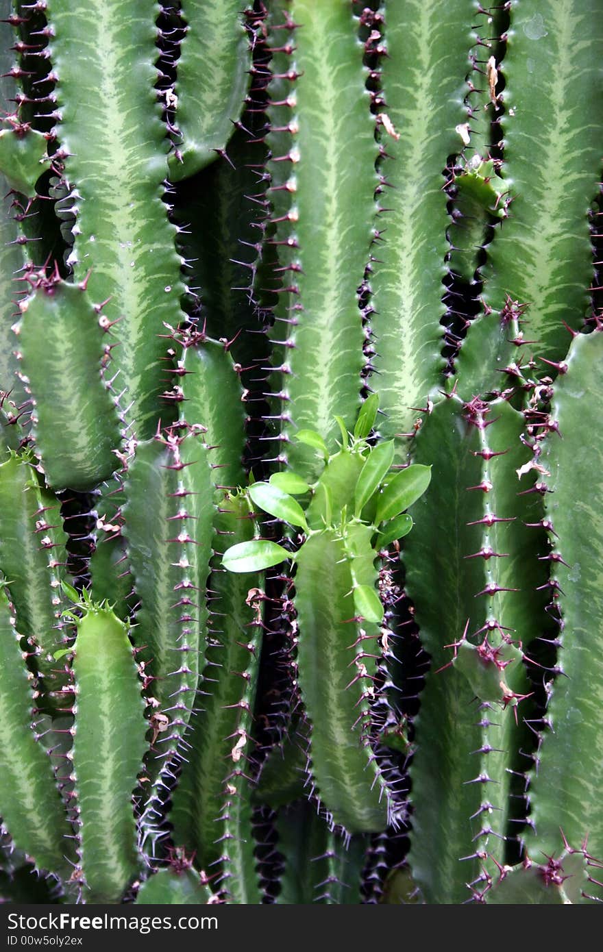 A grouping of spiny cactus branches forming a wall.