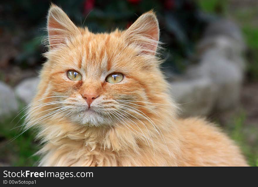 European orange cat in my garden