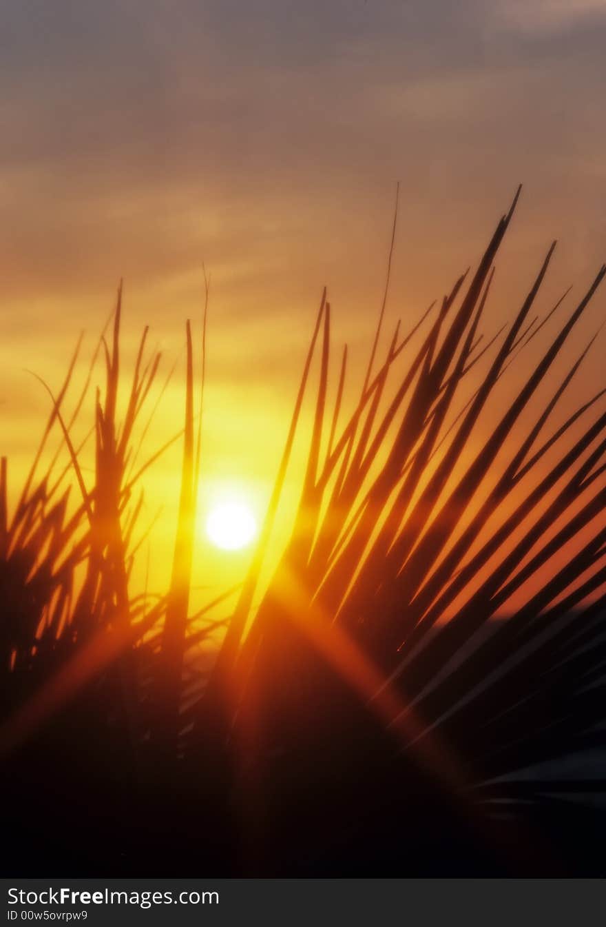 The Sun rises through a tropic beach. The Sun rises through a tropic beach