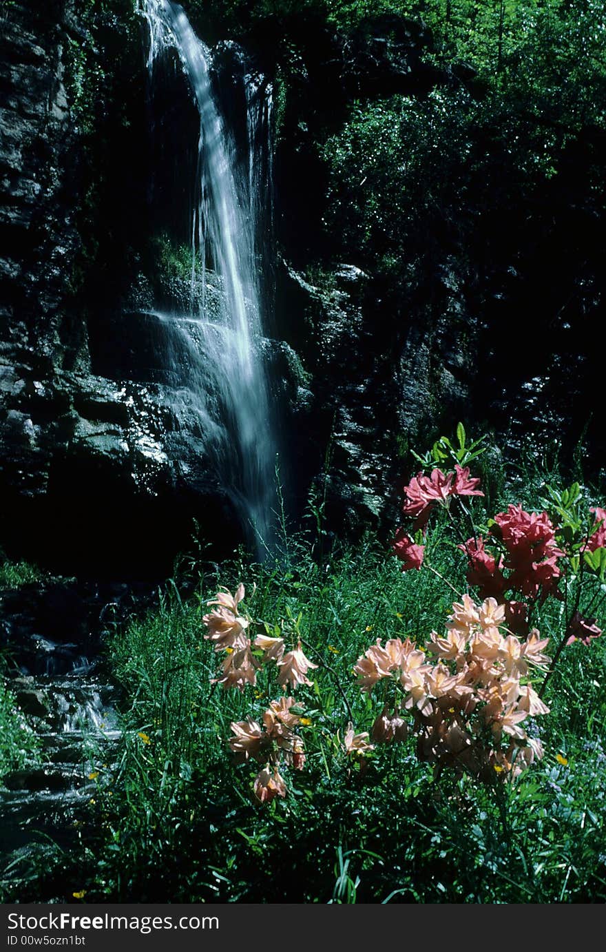 A waterfall feeds life at its base