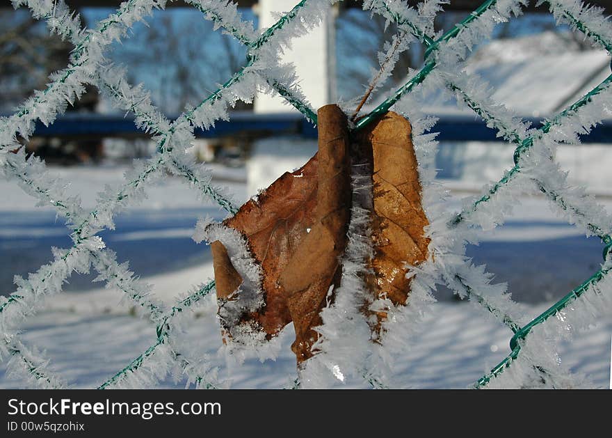 Dead leaf on winter fence with frost. Dead leaf on winter fence with frost.