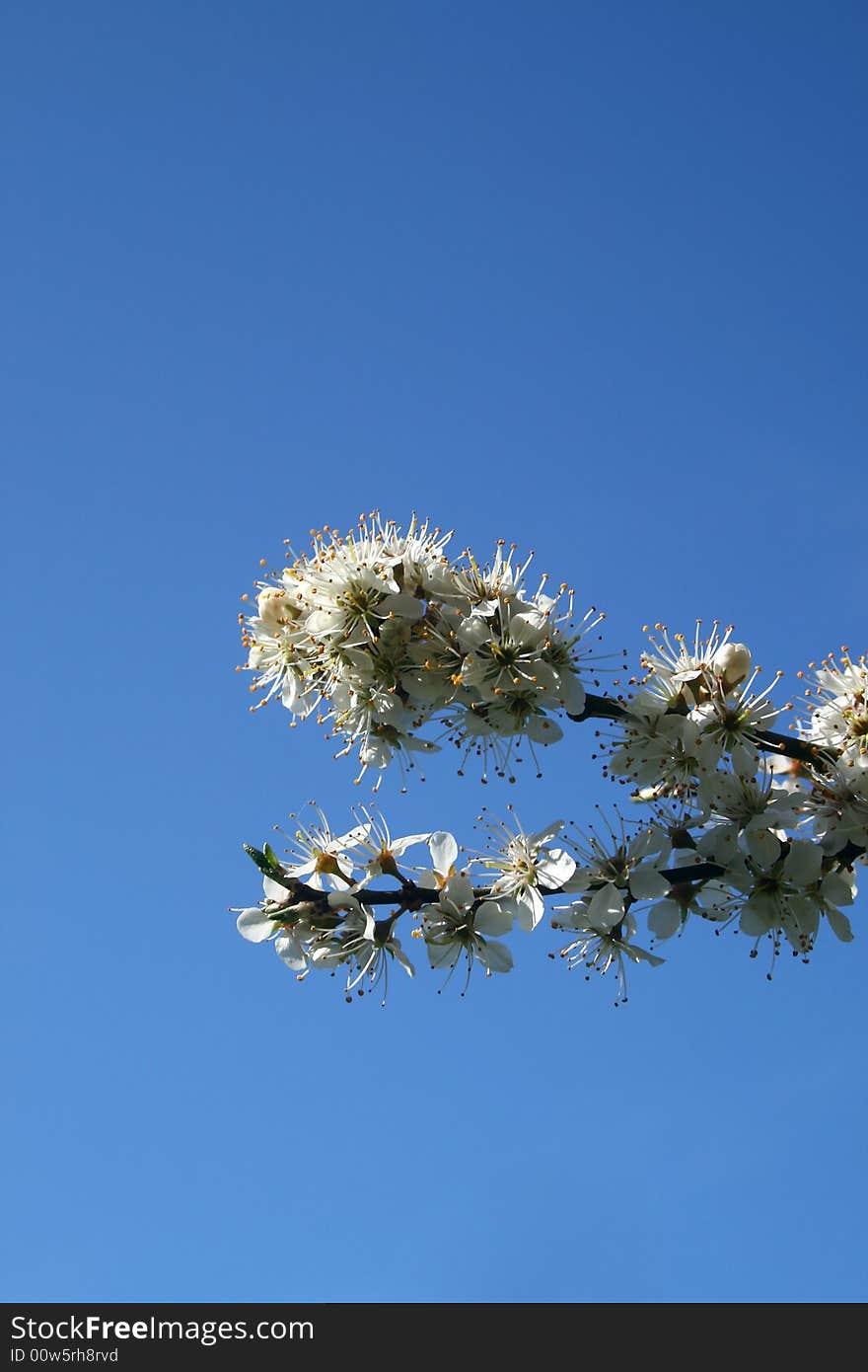 Cherry blossoms