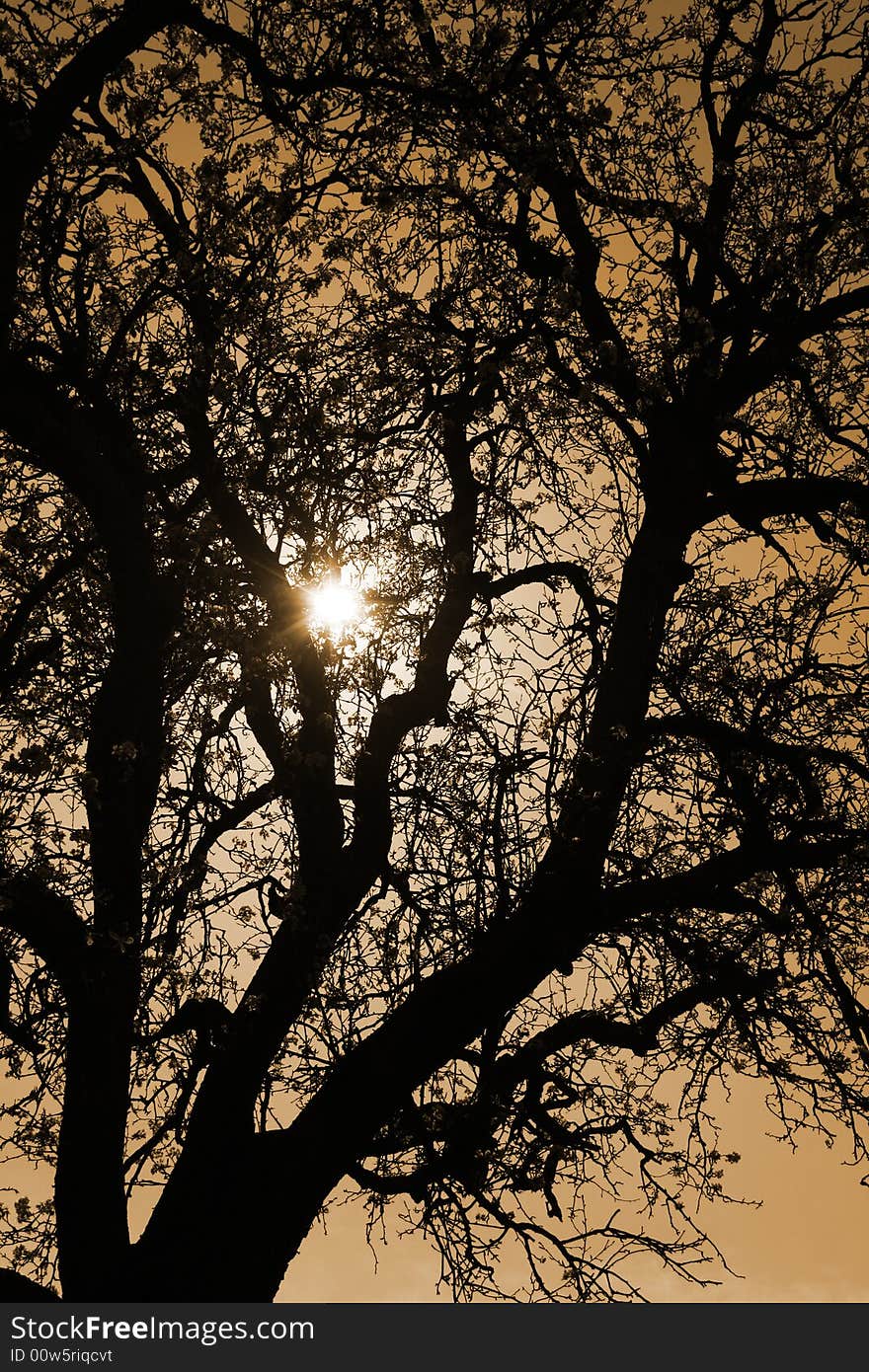 A black tree silhouette backlit by sunset. A black tree silhouette backlit by sunset