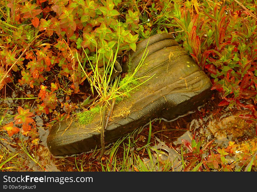 Mountain boots with plants