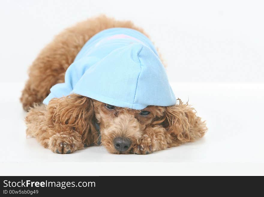 Toy Poodle