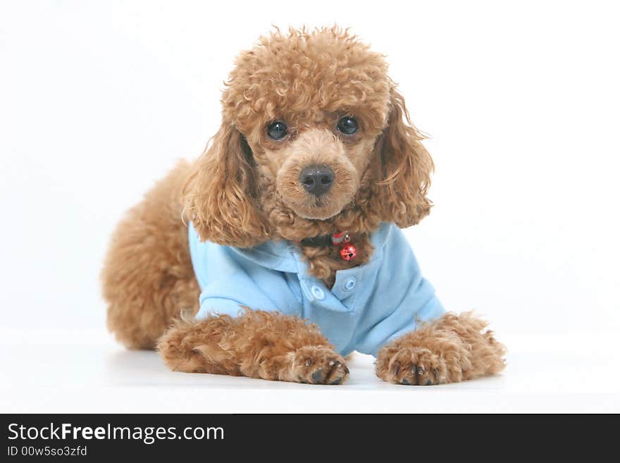 Toy poodle