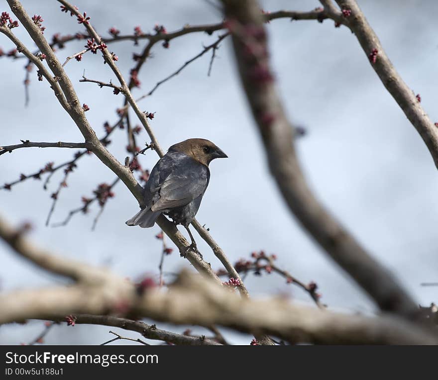 Brown-headed Cowbird