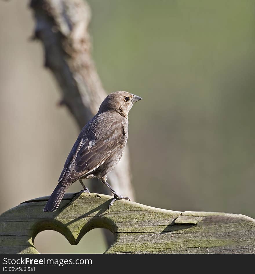 Cowbird