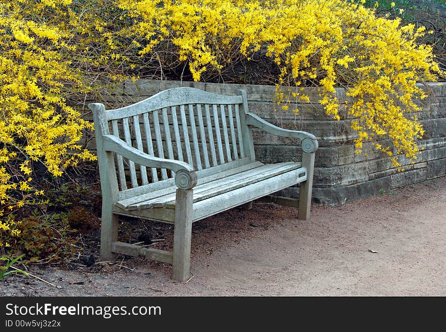 Bench with Forsythia Blooming