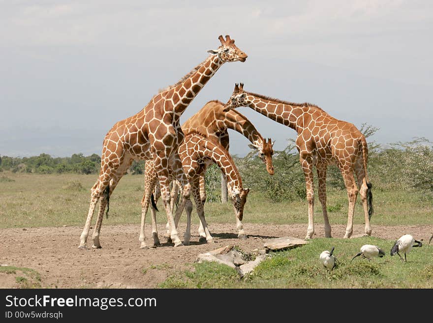 Giraffes at a watering hole. Giraffes at a watering hole