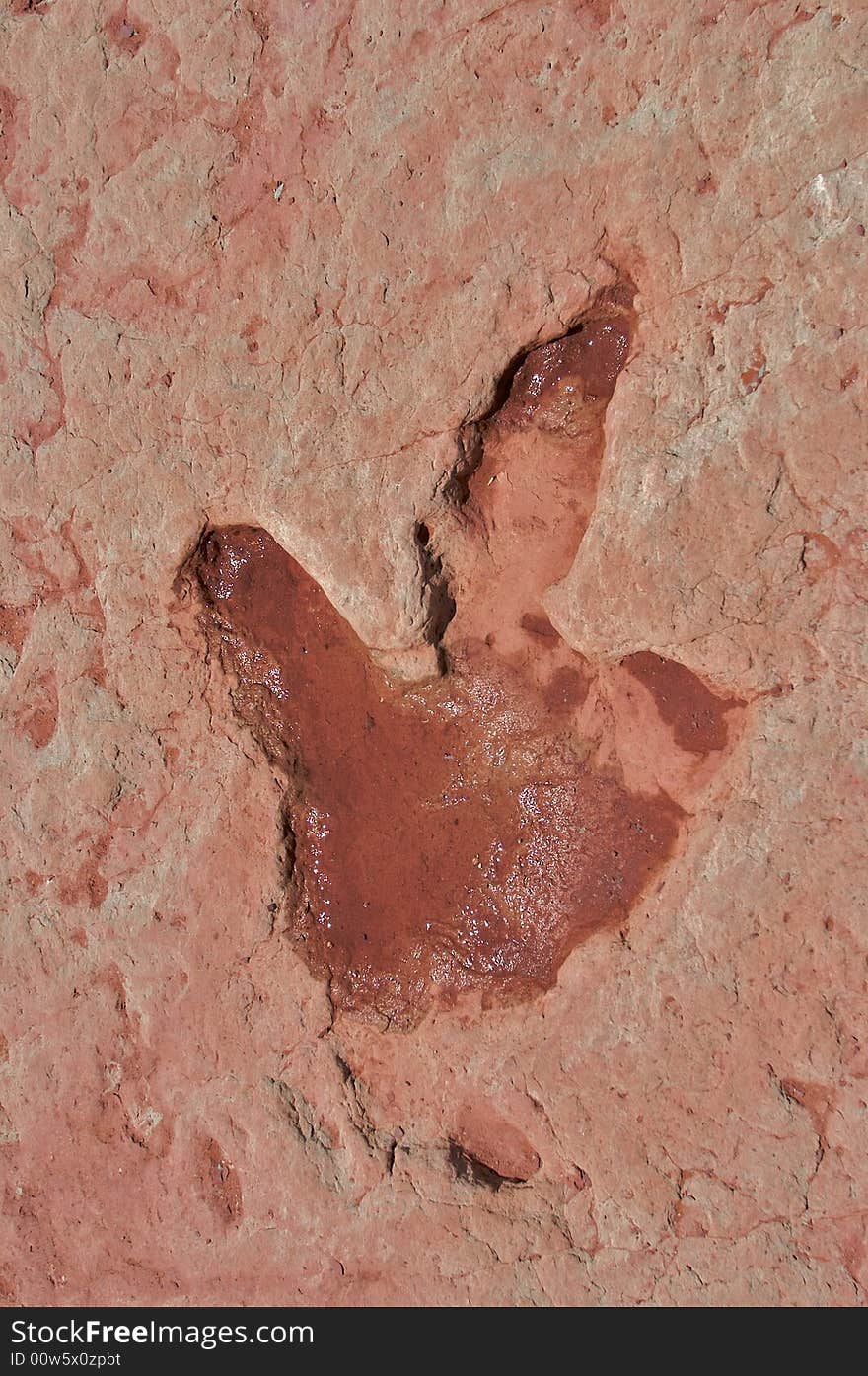 North American, ca. 90 million years old Dinosaur tracks in sandstone.