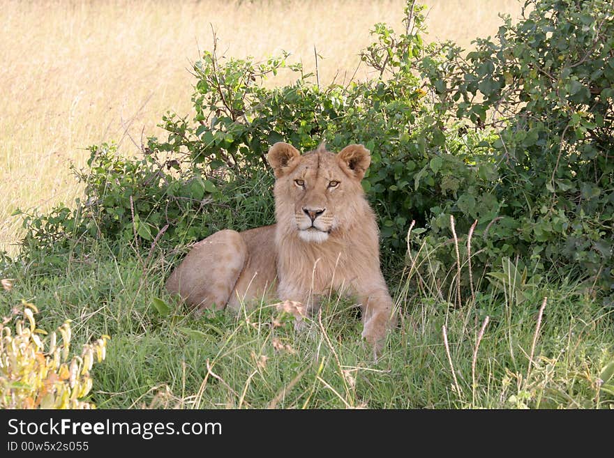 Lioness Resting