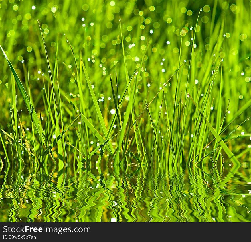 Dewdrops on a grass reflected in water. Dewdrops on a grass reflected in water