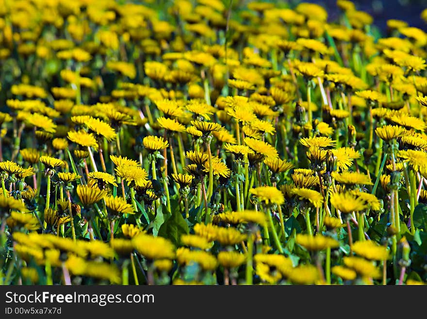 Field with young yellow dandelions