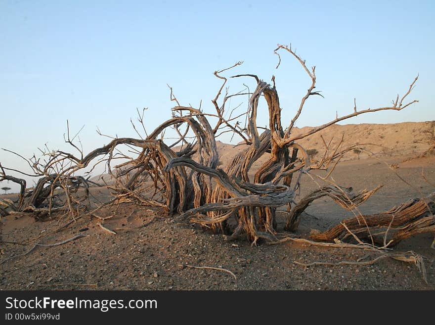 Dry desert plant at dawn