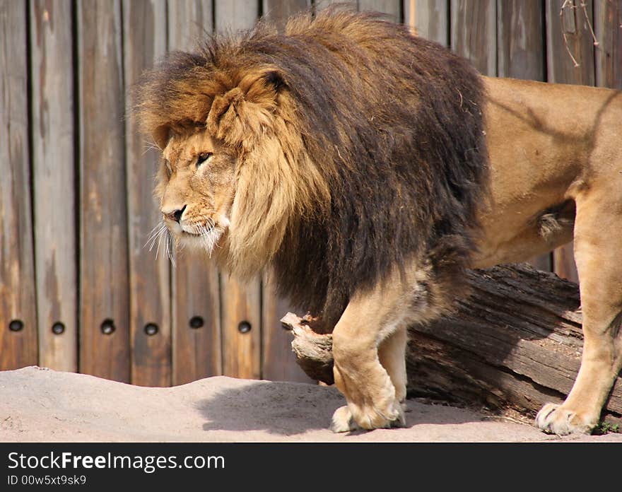 A mighty lion stepping out on a sunny day