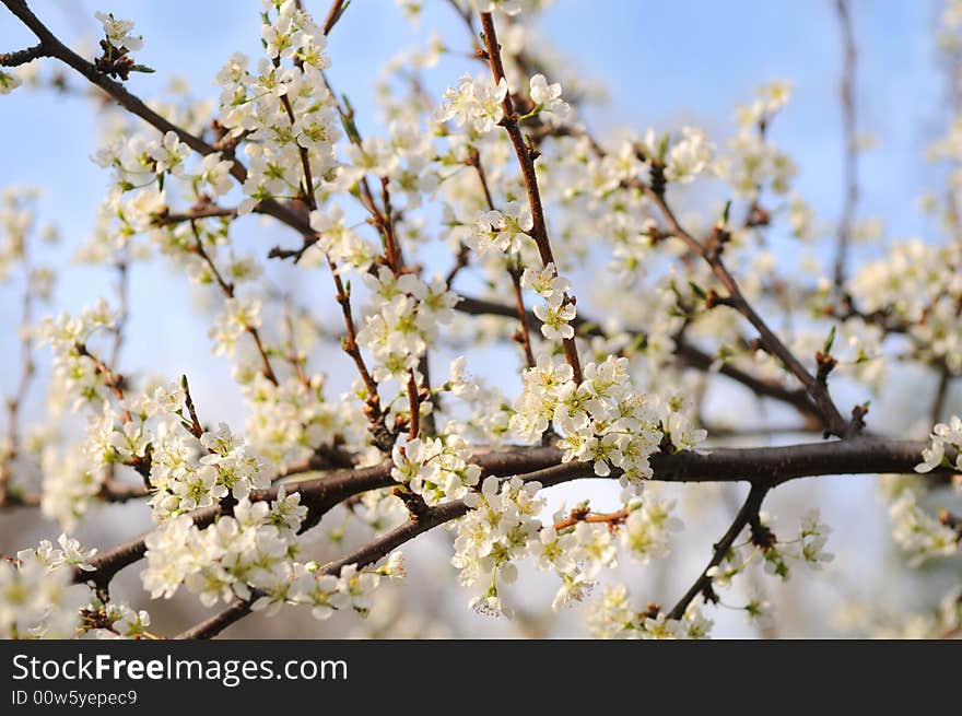 Tree in Full Blossom