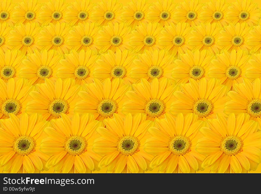 Daisies Background