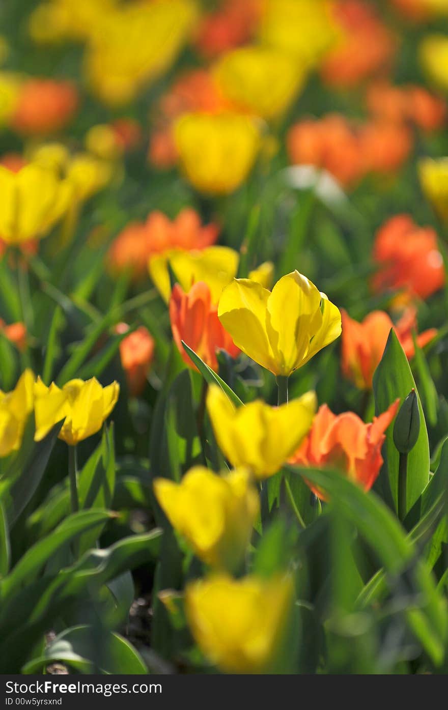 Tulip garden with selective focus on yellow flower. Tulip garden with selective focus on yellow flower