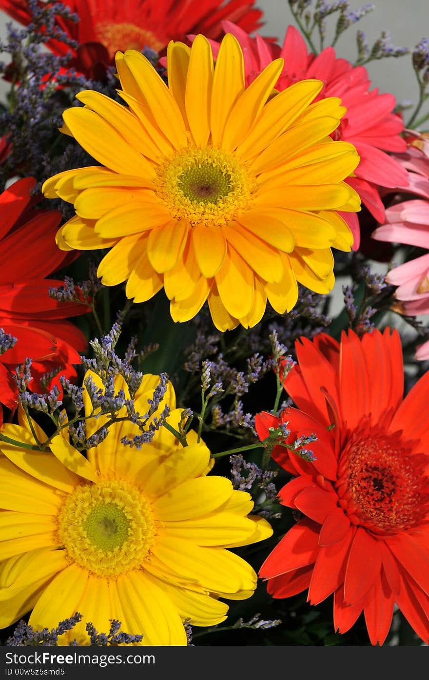 Colorful Daisies