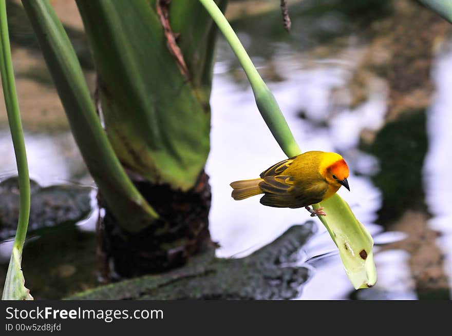 Golden weaver perched on a leaf