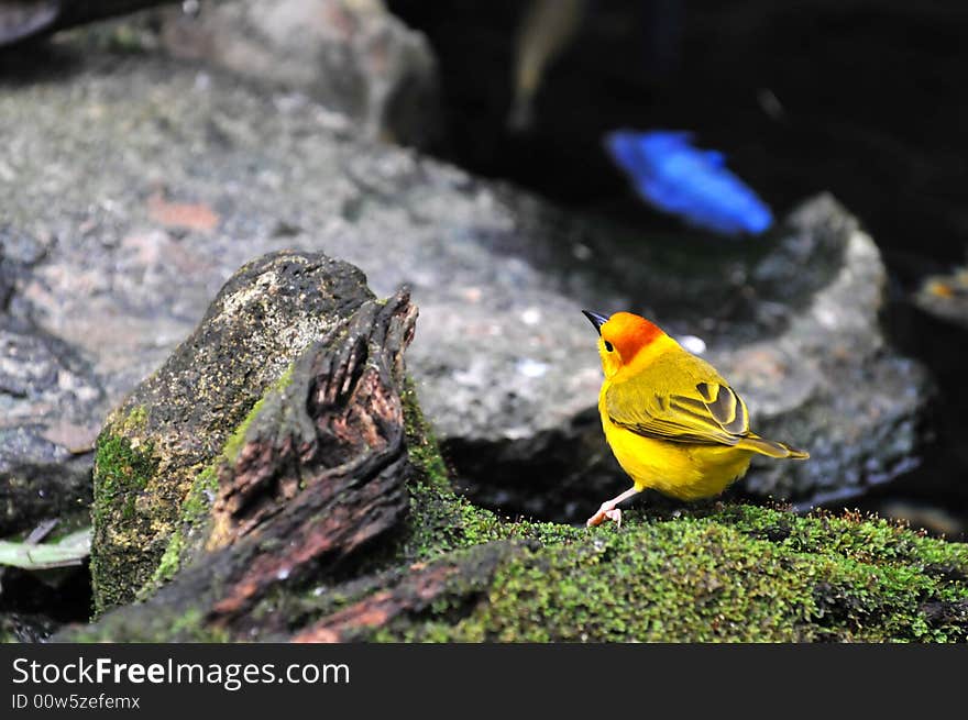 Golden Weaver bird in its natural environment