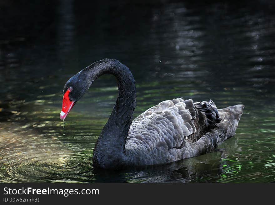 Black swan drinking water from a pond. Black swan drinking water from a pond