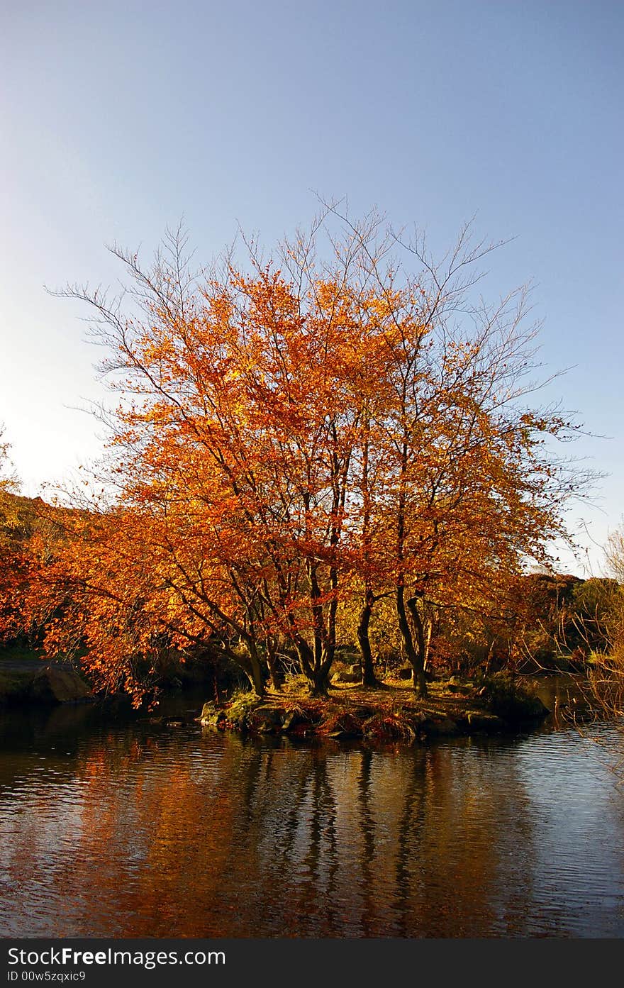 An autumnal tree on an island dropping leaves into the surrounding lake. An autumnal tree on an island dropping leaves into the surrounding lake.