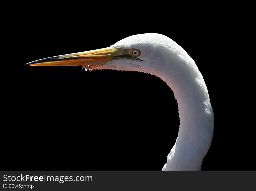 Head of egret in close-up view