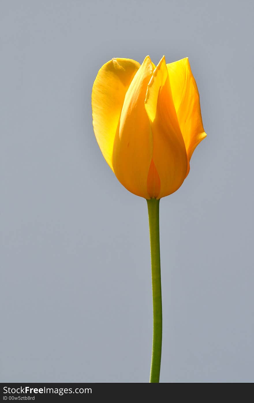 Yellow tulip and stem isolated over a gray background