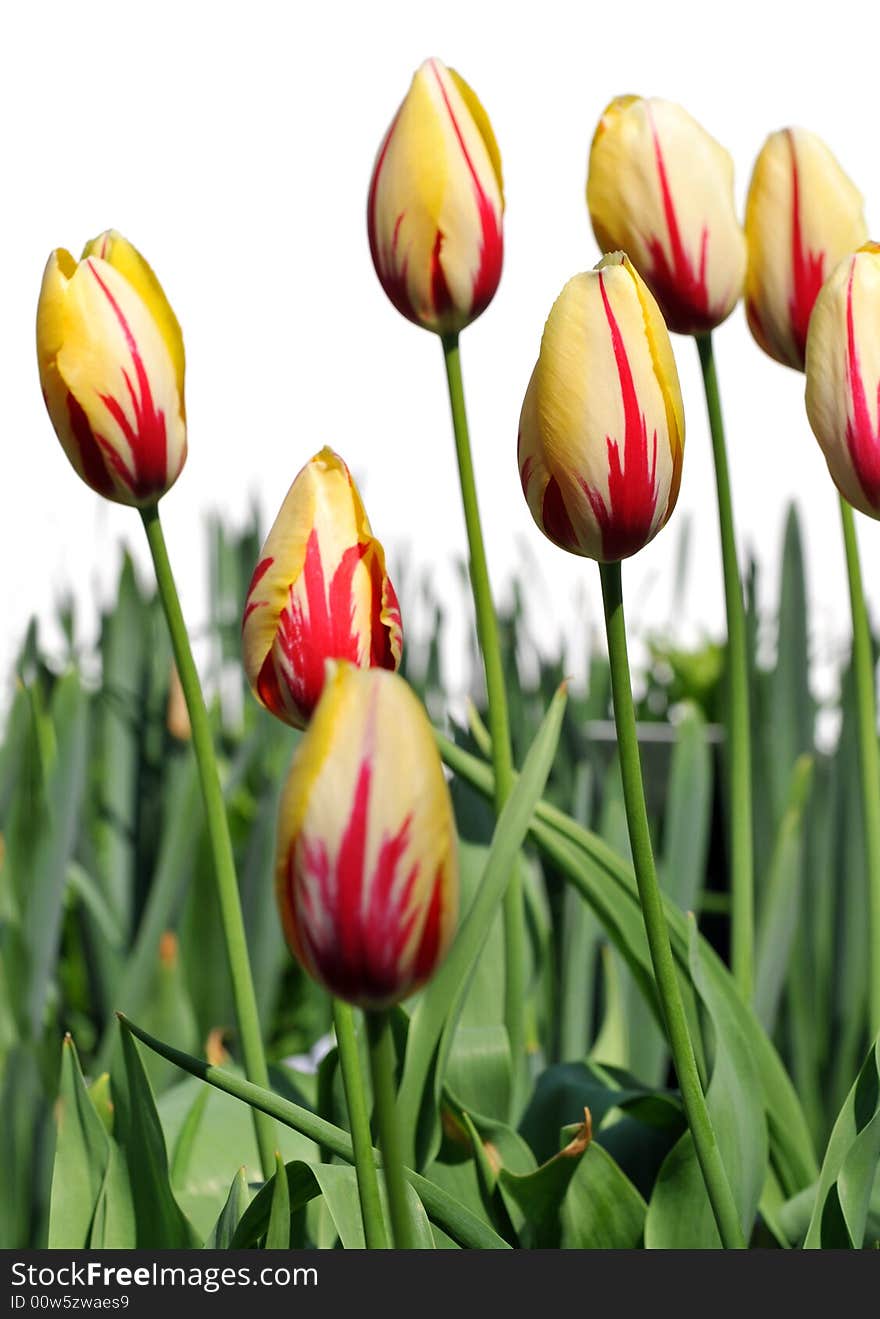 Yellow and red isolated over a white background. Yellow and red isolated over a white background