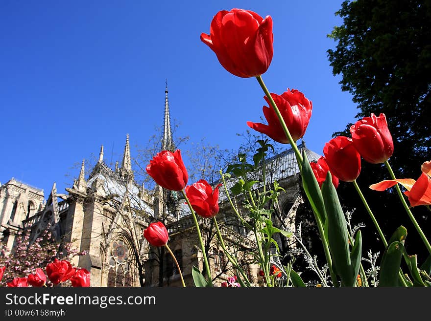 Notre Dame