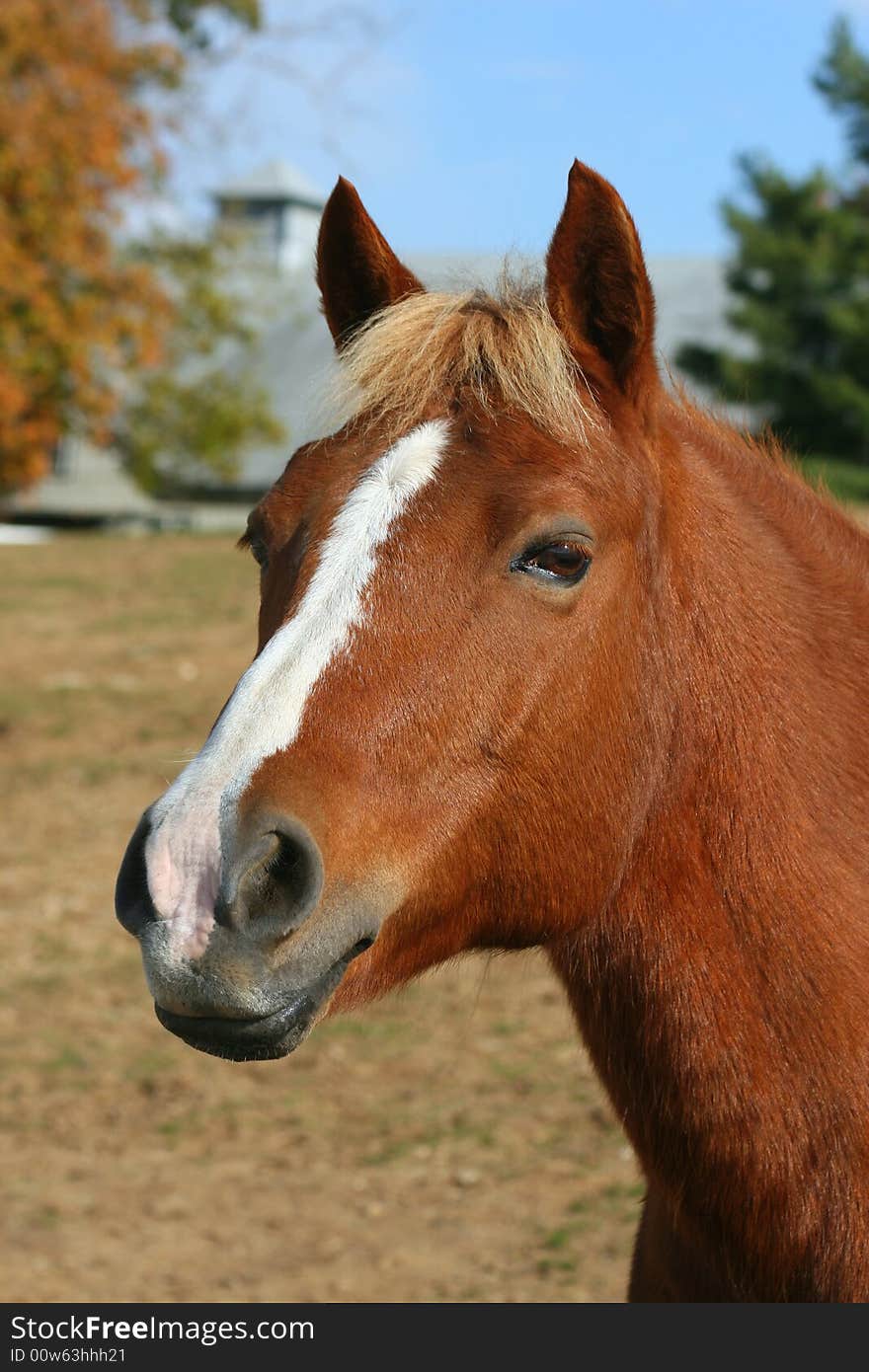 Close-up of horse staring at photographer. Close-up of horse staring at photographer