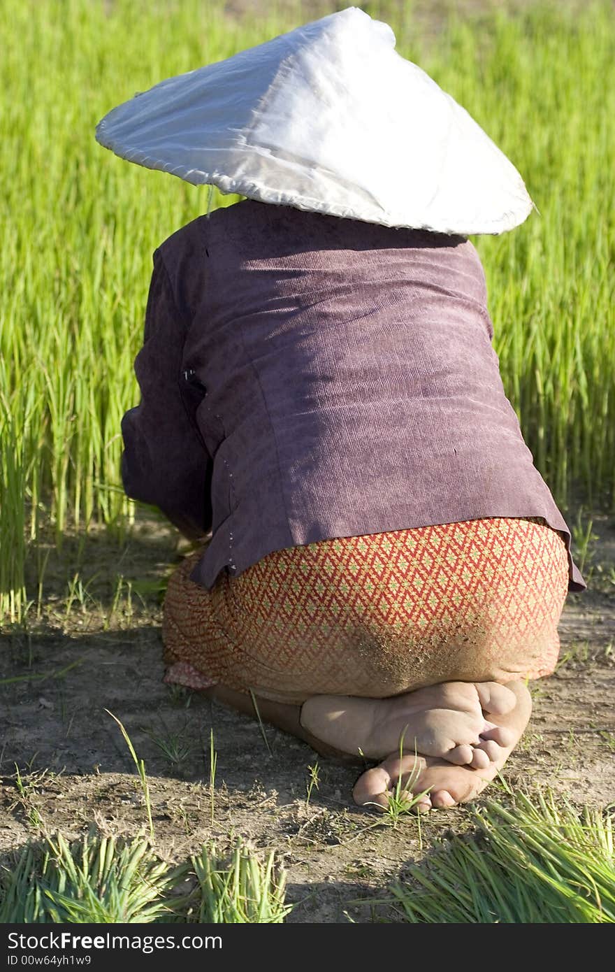 Rice farmers in northern Thailand