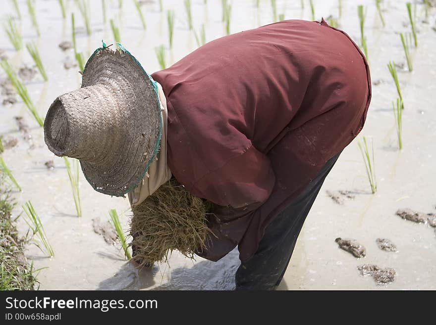 Rice farmers in northern Thailand