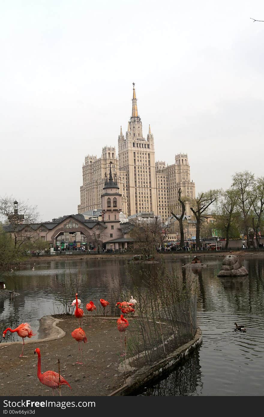 Flamingo in Moscow