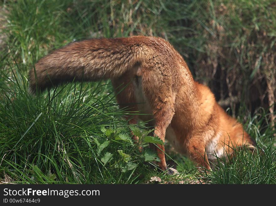 Red fox looking for mice