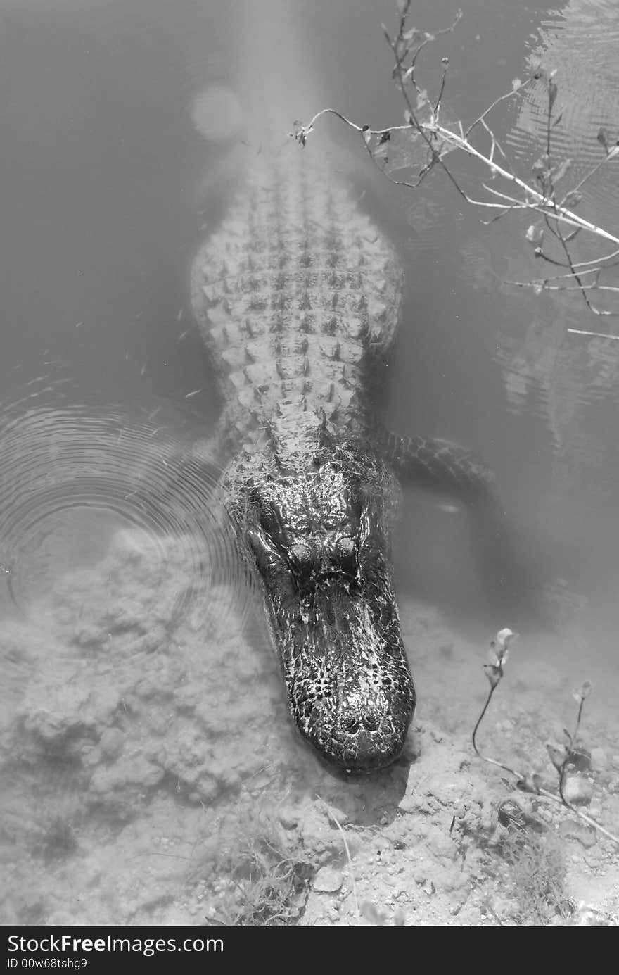 Alligator that was waiting for food in Big Cypress, FL. Alligator that was waiting for food in Big Cypress, FL