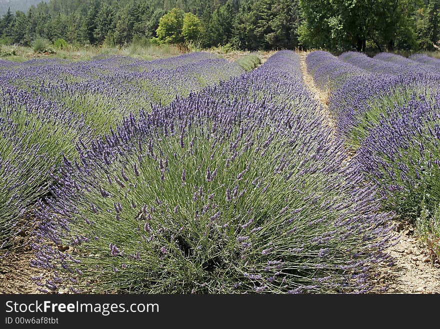 Lavender in the Provence