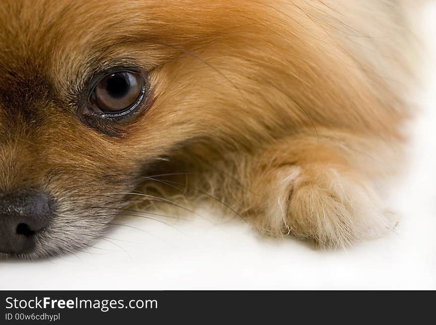 Frontal view dog lying down with head on ground. Frontal view dog lying down with head on ground