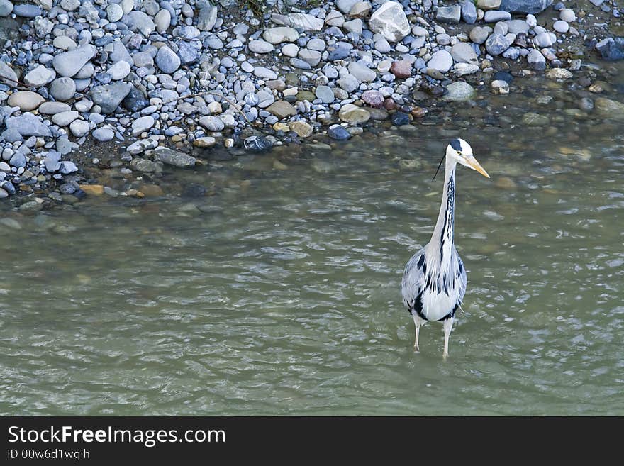 Great gray heron near river bank. Wildlife. Switzerland