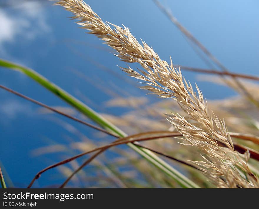 A single sharp wheat head with other stalks in the background. A single sharp wheat head with other stalks in the background.