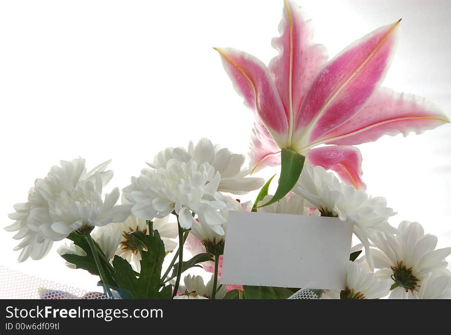 Close-up. Large pink soft and tender open flower with white card