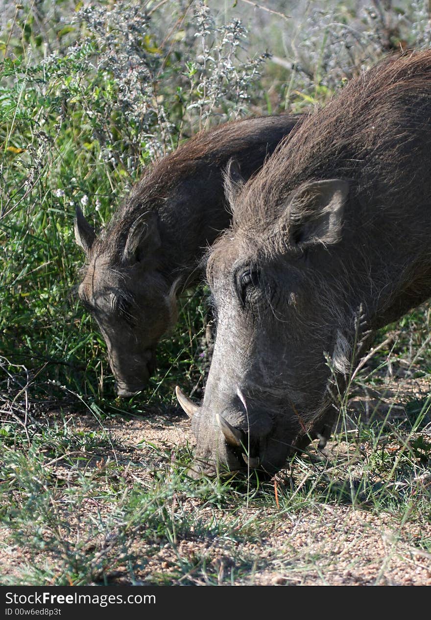 Warthog mother and young grazing. Warthog mother and young grazing