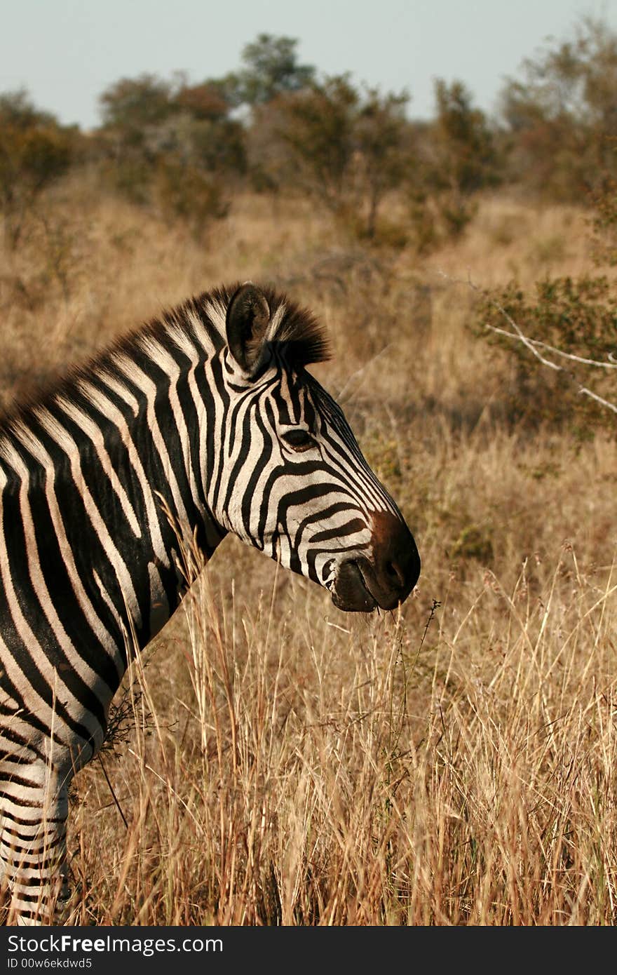 Burchells Zebra