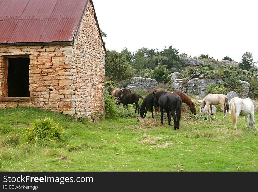 Group of wild horses feeding on fresh grass