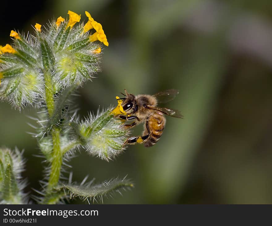 A macro shot of bee drinking nectar from a yellow flower in the desert. A macro shot of bee drinking nectar from a yellow flower in the desert.