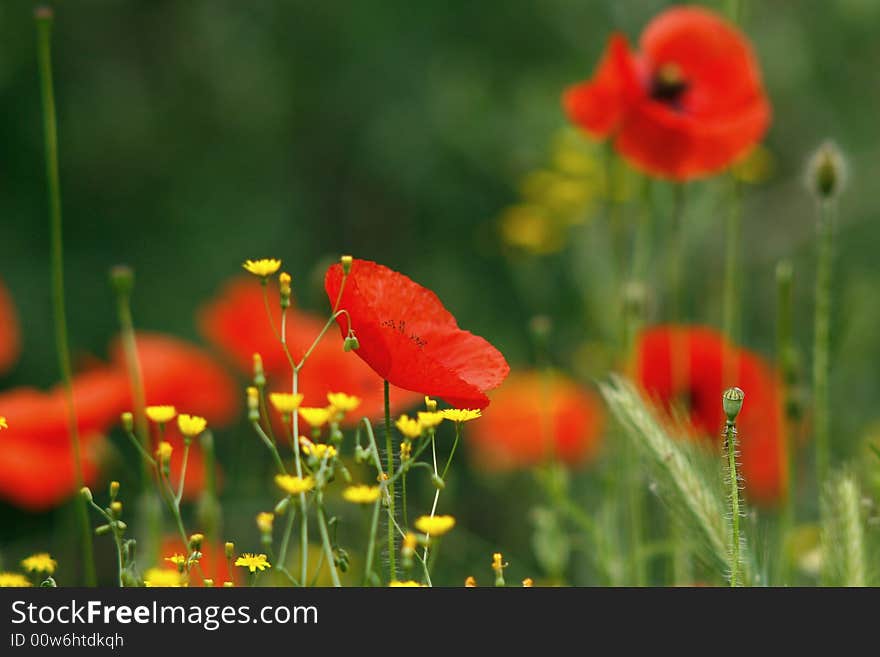 Poppies on grass